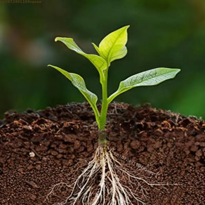 植物発根剤 インドール酪酸 98% |   花の挿し木や移植 - Rooting Hormone Powder のレビューと価格