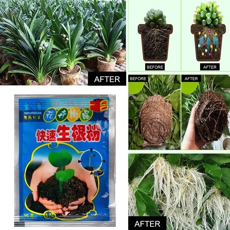 5 個高速発根粉末植物急速発根剤ホルモン成長根苗発芽ほとんど - Rooting Hormone Powder のレビューと価格