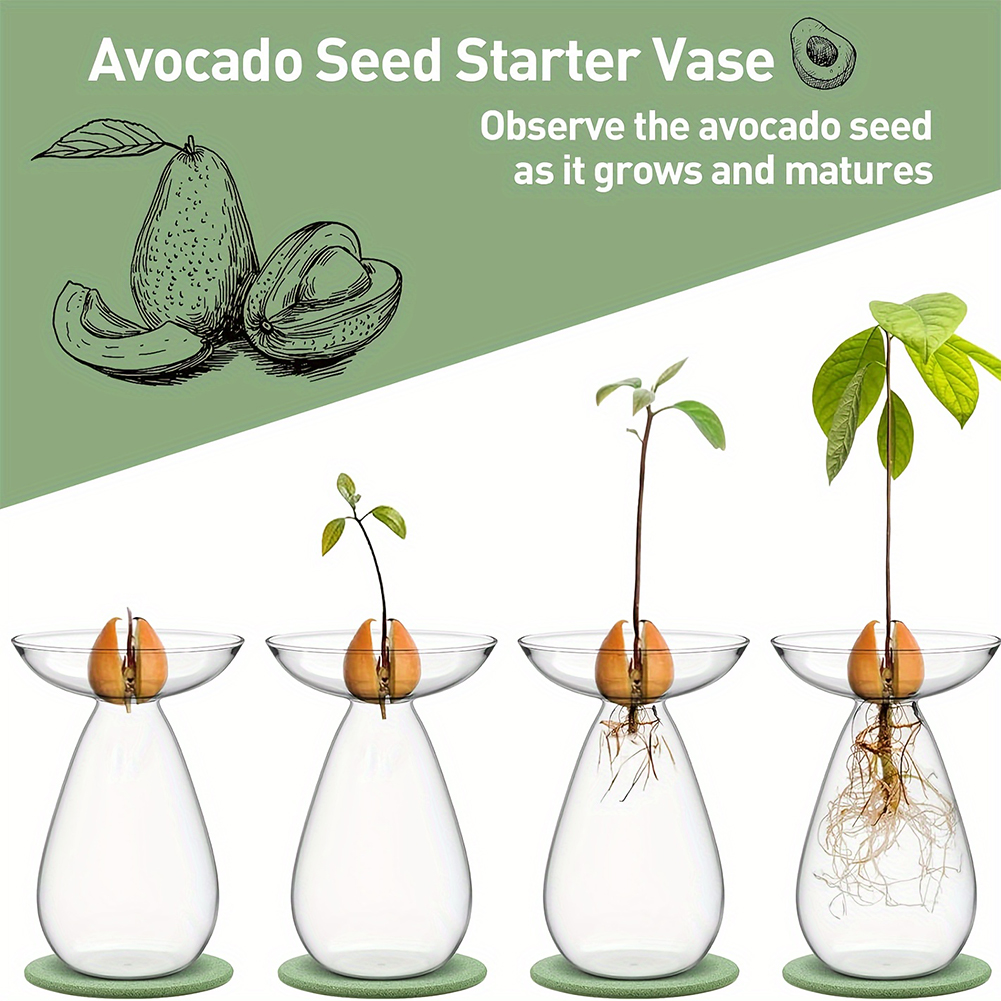 アボカド種子スターター水耕栽培花瓶透明植物繁殖ステーションガ - Propagation Station Vase のレビューと価格