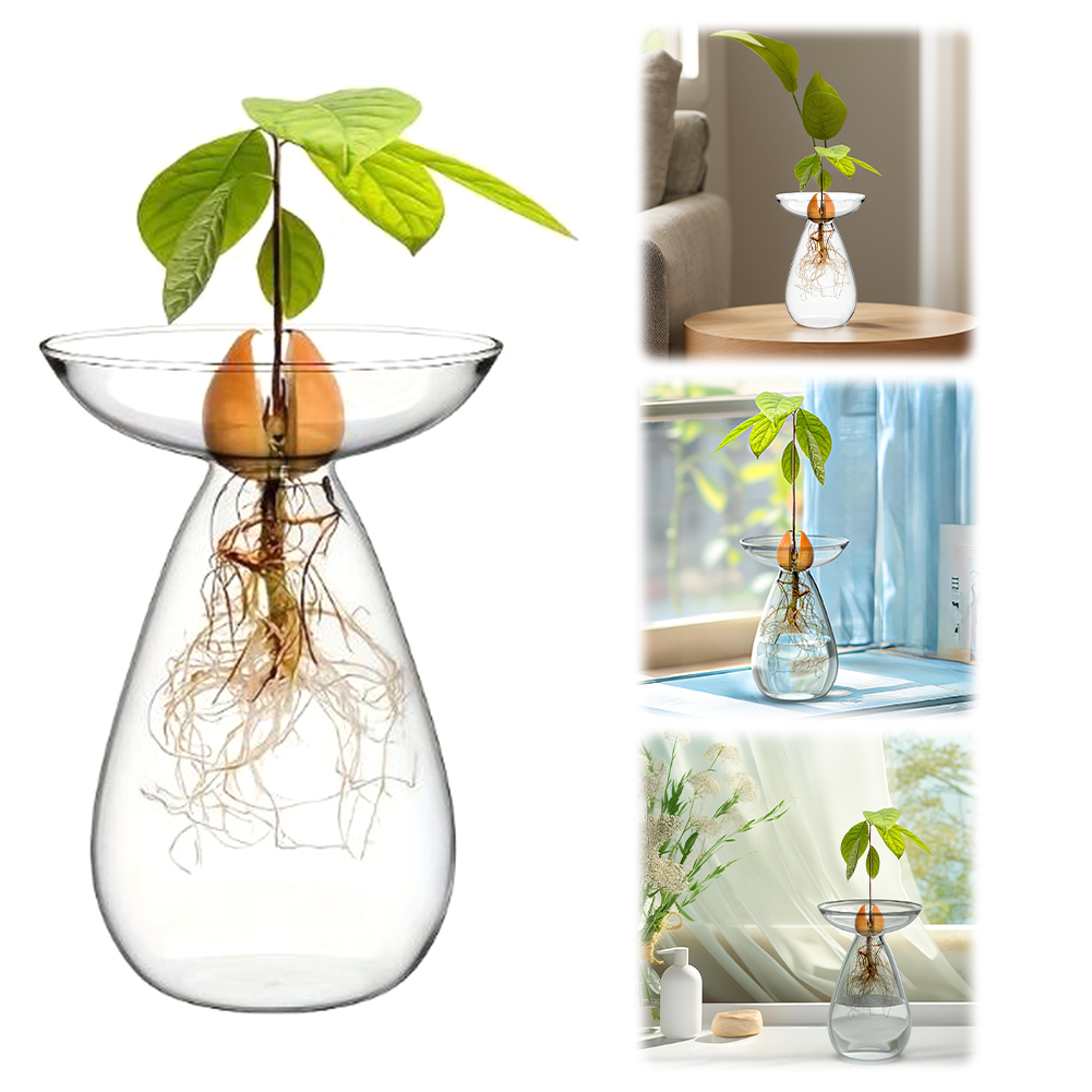 アボカド種子スターターベース 透明な植物繁殖ステーション ガ - Propagation Station Vase のレビューと価格